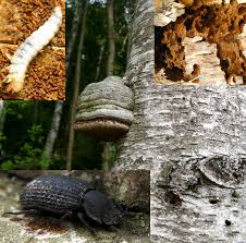 Attēlu rezultāti vaicājumam “Bolitophagus reticulatus”