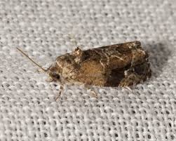 Attēlu rezultāti vaicājumam “Eudemis porphyrana”