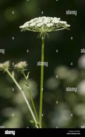 Attēlu rezultāti vaicājumam “Libanotis montana leaf”