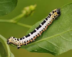 Attēlu rezultāti vaicājumam “Abraxas grossulariata larva”