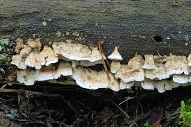 Attēlu rezultāti vaicājumam “Postia leucomallella”