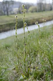 Attēlu rezultāti vaicājumam “Arabis hirsuta”
