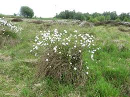Attēlu rezultāti vaicājumam “Eriophorum angustifolium”
