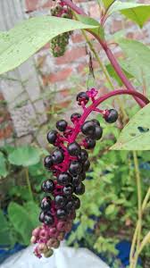 Attēlu rezultāti vaicājumam “Phytolacca acinosa fruit”