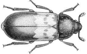 Attēlu rezultāti vaicājumam “Dermestidae”
