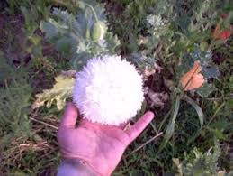 Image result for Papaver somniferum White Cloud