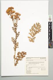 Attēlu rezultāti vaicājumam “Jacobaea vulgaris”