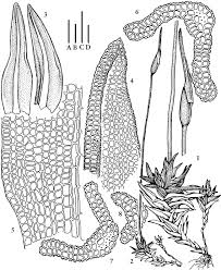 Attēlu rezultāti vaicājumam “Didymodon rigidulus sporophyte”