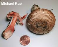 Attēlu rezultāti vaicājumam “Agaricus”