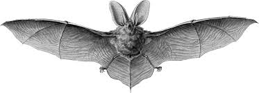 Attēlu rezultāti vaicājumam “Chiroptera”