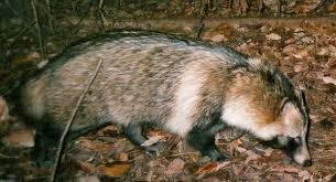 Attēlu rezultāti vaicājumam “Nyctereutes procyonoides”