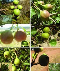 Attēlu rezultāti vaicājumam “Pyrus”