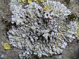 Attēlu rezultāti vaicājumam “Physconia distorta”