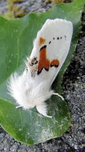 Attēlu rezultāti vaicājumam “Leucodonta bicoloria imago”