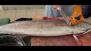 Image result for Scomberomorus cavalla