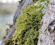 Attēlu rezultāti vaicājumam “Hygrohypnum luridum”