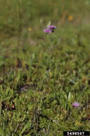 Attēlu rezultāti vaicājumam “Centaurea stoebe fruit”