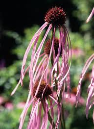 Image result for Echinacea pallida