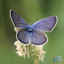 Attēlu rezultāti vaicājumam “Cyaniris semiargus underside”