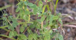 Attēlu rezultāti vaicājumam “Liceaceae”