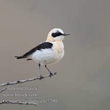 Image result for Oenanthe hispanica