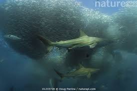 Image result for Carcharhinus brachyurus