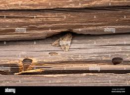 Attēlu rezultāti vaicājumam “Hadula trifolii larva”