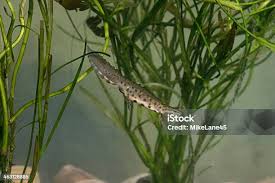 Attēlu rezultāti vaicājumam “Triturus vulgaris female”