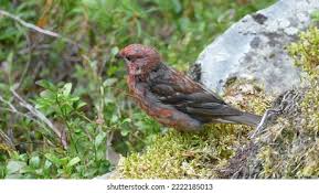 Attēlu rezultāti vaicājumam “Pinicola enucleator adult”