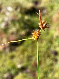 Attēlu rezultāti vaicājumam “Carex flava”