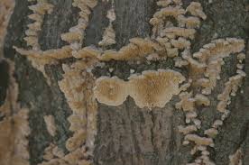 Attēlu rezultāti vaicājumam “Irpex lacteus”