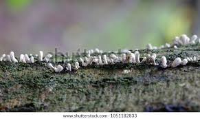 Attēlu rezultāti vaicājumam “Phleogena faginea”