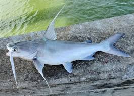 Image result for Bagre marinus