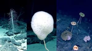 Image result for Vazella pourtalesii