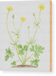 Attēlu rezultāti vaicājumam “Ranunculus auricomus”