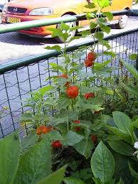 Attēlu rezultāti vaicājumam “Physalis alkekengi”