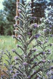 Attēlu rezultāti vaicājumam “Echium vulgare leaf”