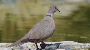 Attēlu rezultāti vaicājumam “Streptopelia decaocto adult”