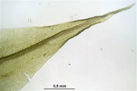 Attēlu rezultāti vaicājumam “Dicranum spurium”