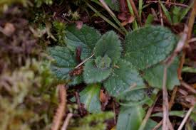 Attēlu rezultāti vaicājumam “Ajuga pyramidalis”