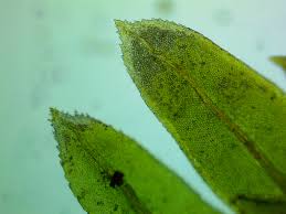 Attēlu rezultāti vaicājumam “Fissidens bryoides”