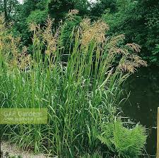 Attēlu rezultāti vaicājumam “Glyceria maxima”