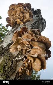 Attēlu rezultāti vaicājumam “Armillaria sp.”