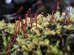 Attēlu rezultāti vaicājumam “Leiocolea rutheana sporophyte”