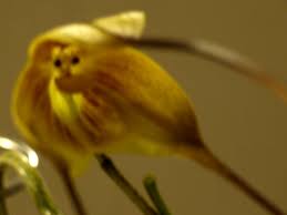 Attēlu rezultāti vaicājumam “Acer rufinerve flower”