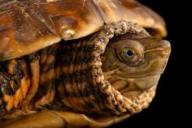 Attēlu rezultāti vaicājumam “Reticularia jurana macro”