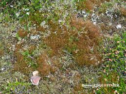 Attēlu rezultāti vaicājumam “Cetraria aculeata”