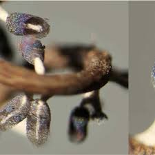 Attēlu rezultāti vaicājumam “Diachea leucopodia stalked”