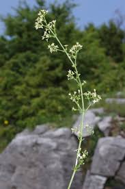 Attēlu rezultāti vaicājumam “Galium elongatum flower”