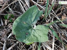 Attēlu rezultāti vaicājumam “Petasites spurius leaf”